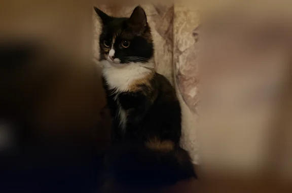 Пропала кошка, Павловский Посад, Новая, д. 60, Павловский Посад — трёхцветная - photo