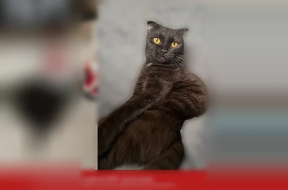 Пропала кошка, Молодежный, Кемерово - photo