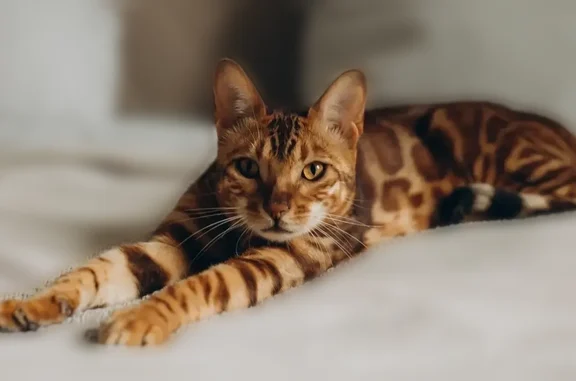Кошки потеряшки, Коломна, фото: Потеряшка кошка, Деревня Сычёво (г Коломна), Запрудная, д. 23б, Коломна — молодой худощавый кот