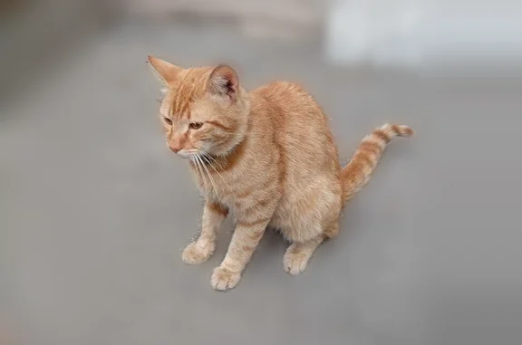 Найдена кошка, Королёв, фото: Найдена кошка, Королёв, Грабина, Королёв — рыжая с ошейником, ручная