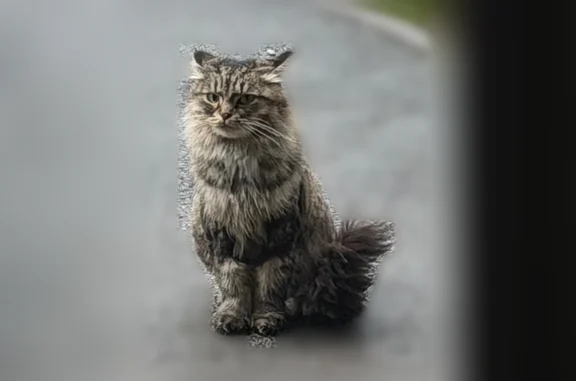 Найдена кошка, Шафиева, Уфа — чистенькая, ласковая, стриженная - photo