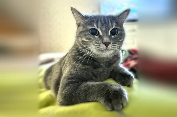 Пропала кошка, Салават, Уфимская, д. 107 — серая в полоску, с жёлтыми глазами - photo
