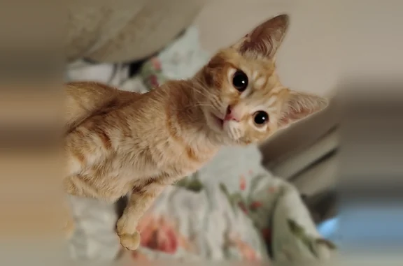 Пропала кошка, Королёв, Суворова, Королёв — рыжий кот, не кастрирована, 1,5 года - photo