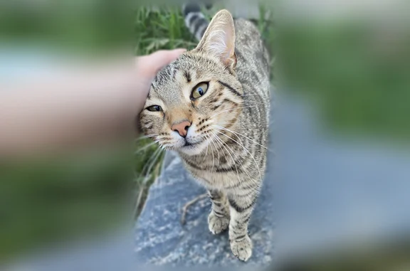 Пропала кошка, Воронеж, 4-я Садовая, Воронеж — не кастрирована, полтора года - photo