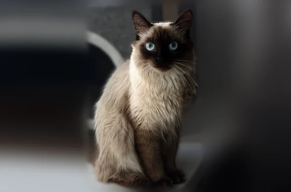 Пропала кошка, Бузулук, 4-й, д. 36, Бузулук — только пушистая, голубые глаза, свежий шрам от операции - photo