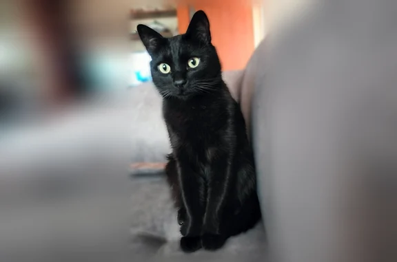 Пропала кошка, Геленджик, Циолковского, д. 42 — к людям подходит легко - photo