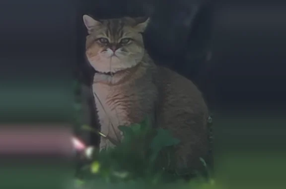 Пропала кошка, Деревня Федешово — в черном ошейнике со стразами - photo