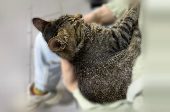 Найденные животные Нижний Новгород, фото: Найдена кошка, Район Ленинский (г Нижний Новгород), Подводников, д. 4 1, Нижний Новгород — предположительно выпал из окна