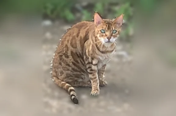 Найденные животные Пермь, фото: Найдена кошка, Пермь, Космонавта Леонова, д. 61 — красавица с изумрудными глазами