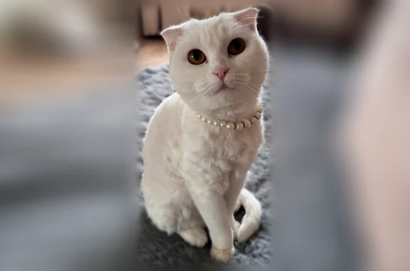 Пропала кошка, им. Айвазовского, д. 77, Краснодар — полностью белая, глухая - photo