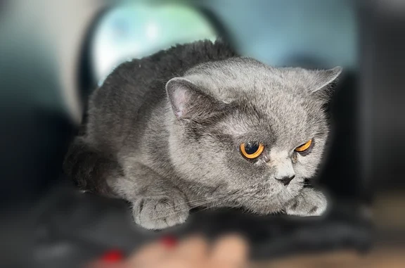 Найдена кошка, Калининград, фото: Найдена кошка, Район Московский (г Калининград), Подполковника Емельянова, д. 88А, Калининград — очень пугливая