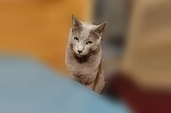 Кошки потеряшки, Обнинск, фото: Потеряшка кошка, Территория снт Маяк-1 (село Истье), Обнинск — кличка Марвел, зелёные глаза