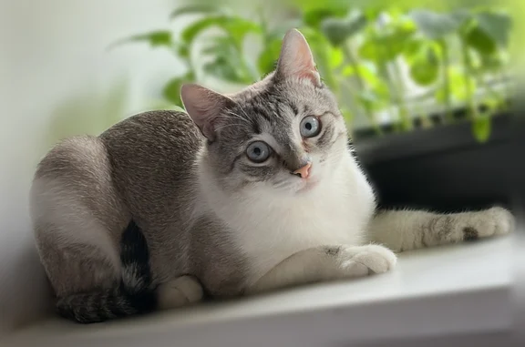 Кошки потеряшки, Балашиха, фото: Потеряшка кошка, Микрорайон Железнодорожный (г Балашиха), Советская, д. 28, Балашиха — кастрирован, боится чужих