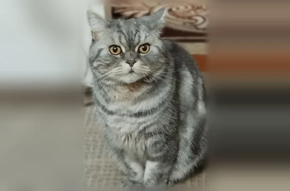 Пропала кошка, Белгород, 3-й Новый, д. 13, Белгород — серый кот - photo