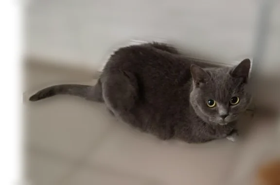 Найденные животные Нижний Новгород, фото: Найдена кошка, Нижний Новгород, Карла Маркса, д. 32 — сидит в подъезде, в стрессе