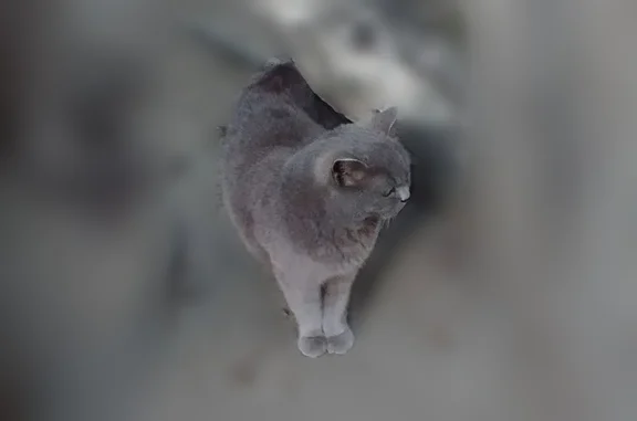 Объявления о пропавших и найденных животных, Иркутск, фото: Найдена кошка, Лызина, Иркутск — полностью дымчатая, взрослaя, упитанная