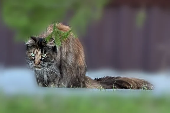 Найдена кошка, Новосибирск, фото: Найдена кошка, Район Дзержинский (г Новосибирск), Планетная, д. 55/1, Новосибирск — левое ушко короче правого