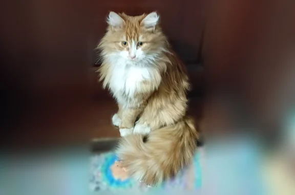 Пропала кошка, Луза, Лесная, д. 25, Луза — рыжий - photo