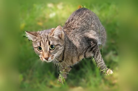 Кошки потеряшки, Волчанск, фото: Потеряшка кошка, Волчанск — маленькая худенькая, около года, боится громких звуков