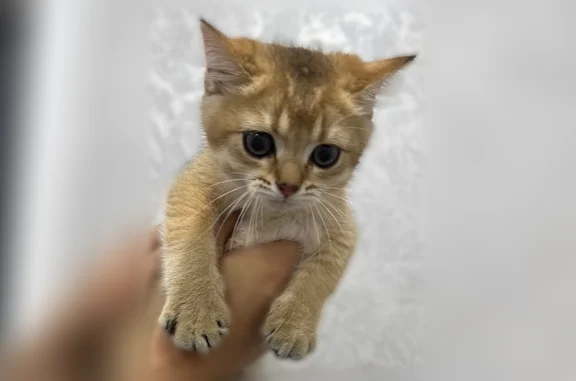 Найдена кошка, Кореновск, фото: Найдена кошка, Кореновск