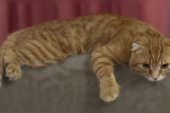 Пропала кошка, Пионерская, д. 14, Тамбов — рыженький ещё котёнок, не ручной - photo