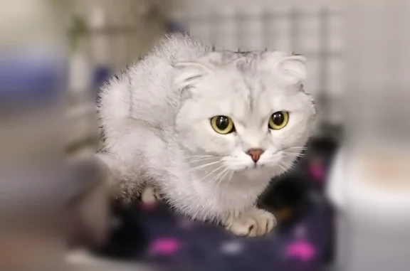 Найдена кошка, Казань, фото: Найдена кошка, Казань, Белинского — голодная, истощена