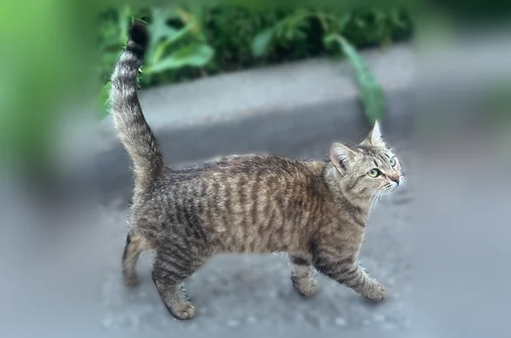 Найдена кошка, Самара, фото: Найдена кошка, Победы, д. 95, Самара — добрая, любит людей