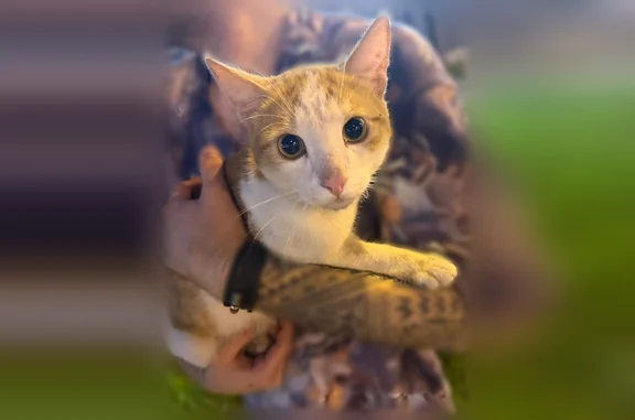 Найдена кошка, Тверь, фото: Найдена кошка, возле Глобус на Октябрьском проспекте, Тверь — ухоженная, не боится людей