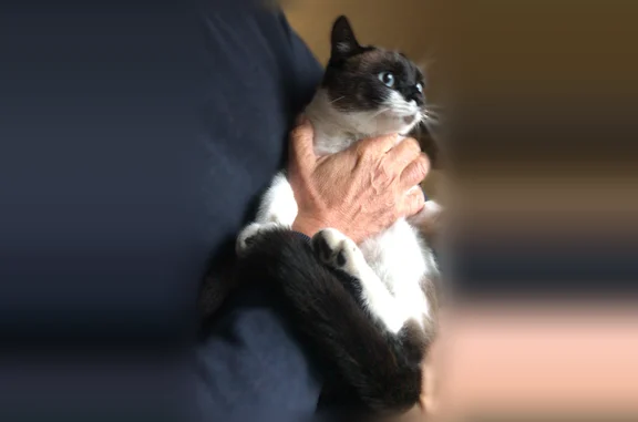 Пропала кошка, Липецк — голубые глаза, сиамский окрас, коричневый хвост и голова - photo