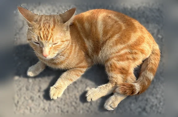 Объявления о пропавших и найденных животных, Красноярск, фото: Найдена кошка, Район Советский (г Красноярск), Ульяновский, д. 2В, Красноярск — рыжая, худоватая, идёт на контакт