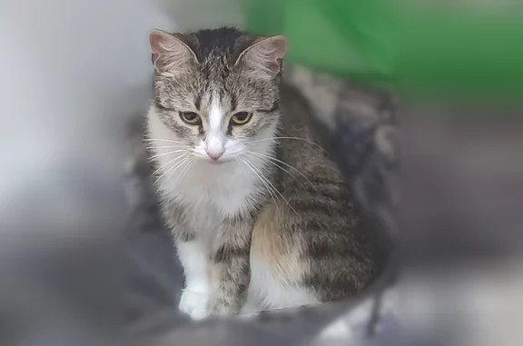 Найдена кошка, Москва, фото: Найдена кошка, Москва, Химкинский, д. 5 — серая с белым, короткошерстная девочка