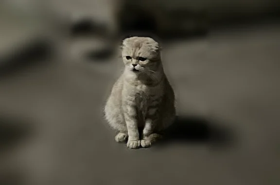 Найдена кошка, Казань, фото: Найдена кошка, Северополюсная, Казань — ласковая, мурчит, возможна беременность