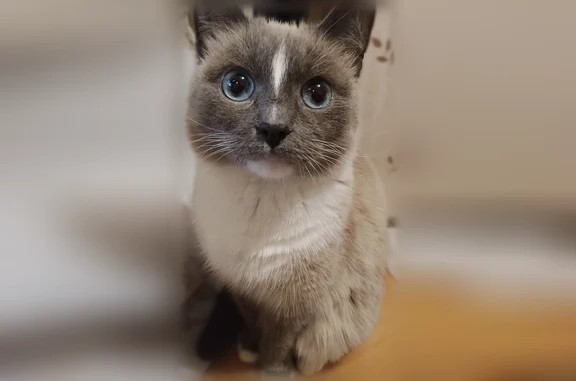 Кошки потеряшки, Северодвинск, фото: Потеряшка кошка, Северодвинск — сиамский окрас, голубые глаза, надорвано правое ушко