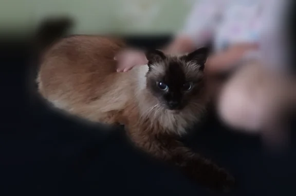 Пропала кошка, Район Сормовский (г Нижний Новгород), Кораблестроителей, д. 2, Нижний Новгород — серая с чёрным, пугливая - photo