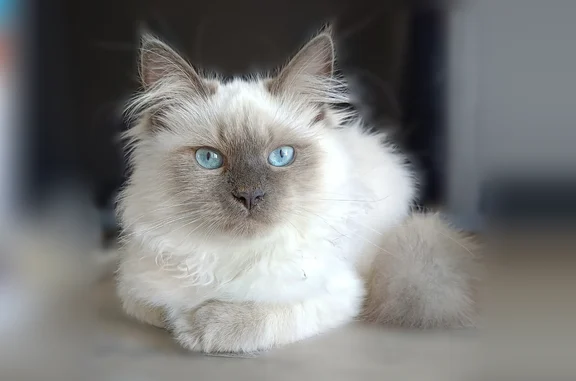 Кошки потеряшки, Великие Луки, фото: Потеряшка кошка, Комсомольца Зверева, д. 4/35, Великие Луки — 5 месяцев, голубоглазая