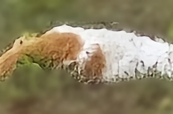 Найдена кошка, Краснодар, фото: Найдена кошка, Территория Пашковский жилой массив (г Краснодар), Пролетарская, д. 128, Краснодар — погибшая домашняя, бело-рыжая, пушистый хвост