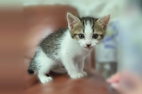 Пропала кошка, Район Бежицкий (г Брянск), Медведева, д. 61, Брянск — котёнок, 2 месяца - photo