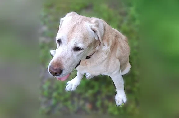 Найдена собака, Сергиев Посад, фото: Найдена собака, Территория СНТ Загорск, Сергиев Посад — похож на лабрадора, на лапе вздутие