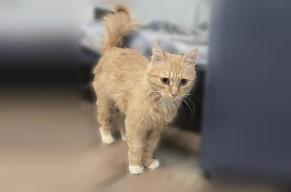 Найдена кошка, Одинцово, фото: Найдена кошка, Микрорайон Город-событие (село Лайково) (г Одинцово), д. 64, Одинцово — рыжая ручная кошка