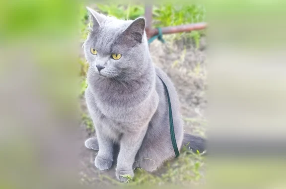 Пропала кошка, Баха, Иркутск - photo