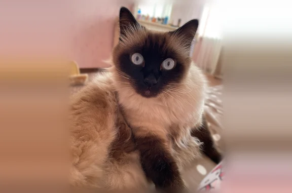 Пропала кошка, Пушкина, 2, Симферополь — очень пушистая, голубые глаза, сиамский окрас - photo