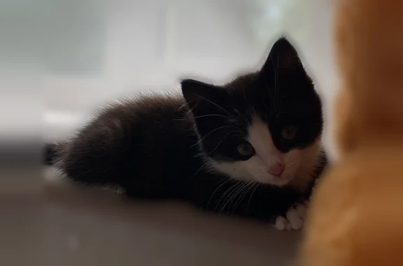 Пропала кошка, Шадринск, Советская, д. 151 — чёрный котёнок с белой мордочкой и лапками - photo