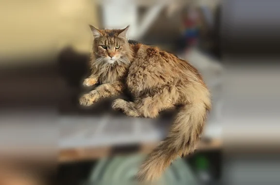 Пропала кошка, Выборг, Люпиновый, д. 9 — мейн-кун, 4 года - photo