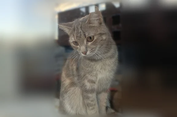 Кошки потеряшки, Искателей, фото: Потеряшка кошка, Рабочий поселок Искателей, Нефтяников, д. 1А, Искателей — трёхцветная, дымчатая, с рыжим пятнышком на голове