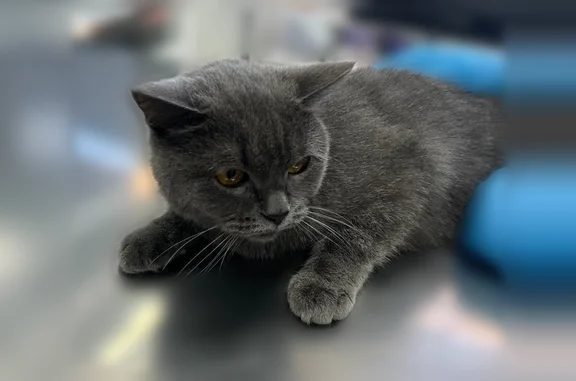 Найдена кошка, Краснодар, фото: Найдена кошка, Краснодар, им. Героя Яцкова И.В., д. 19 — серый окрас, выстрижена кисточка на хвосте