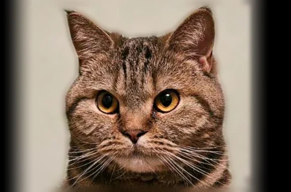 Кошки потеряшки, Иваново, фото: Потеряшка кошка, Иваново, Павла Большевикова, д. 27А — шотландская прямоухая, коричневая в полоску