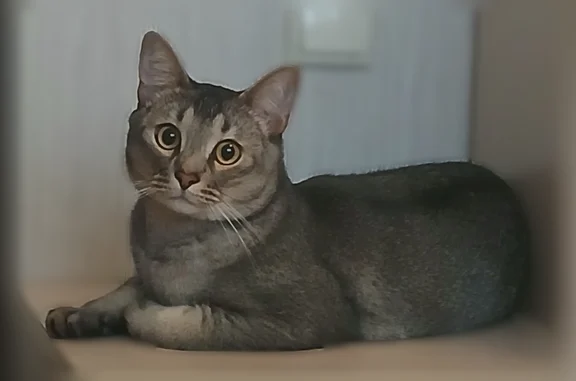 Потерянные животные Энгельс, фото: Пропала кошка, Энгельс, 2-й Садовый, д. 5/2, Энгельс — кастрированный, большие уши