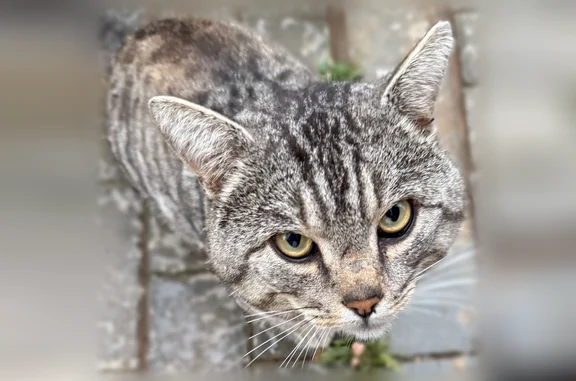 Найдена кошка, Хохряки, фото: Найдена кошка, Деревня Хохряки, Никитинская, Хохряки — ласковая, чистая, домашняя
