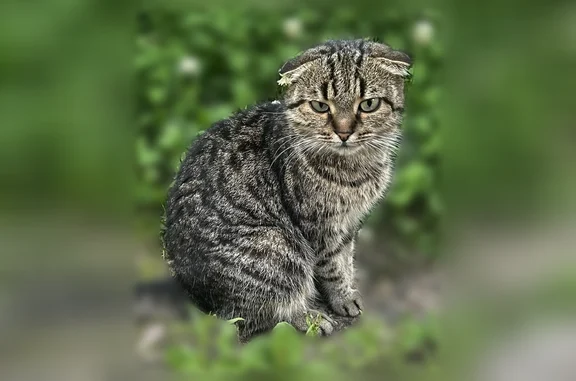 Найдена кошка, Тверь, фото: Найдена кошка, Орджоникидзе, Тверь — вислоухая, домашняя, людей не боится