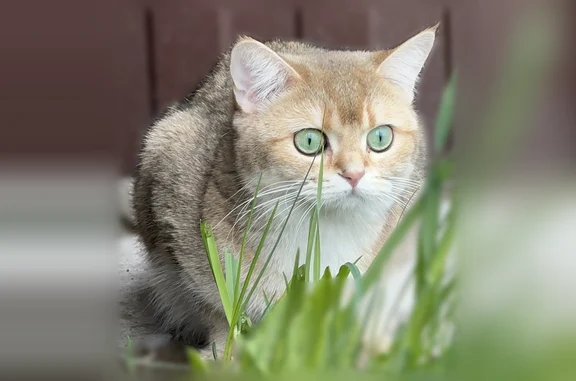 Пропала кошка, Раменское — молодая девочка, откликается на имя - photo